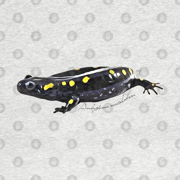 Spotted salamander art with scientific name by austinmg